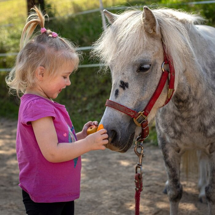 Zestaw do pielęgnacji i karmienia konia 8 elementów Hobby Horse akcesoria Erzi